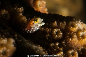 Drunk Secretary Blenny Telling A Joke: "And thheen I said... by Susannah H. Snowden-Smith 